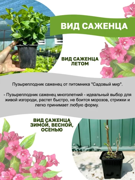 Пузыреплодник Лютеус (калинолистный)  саженцы 