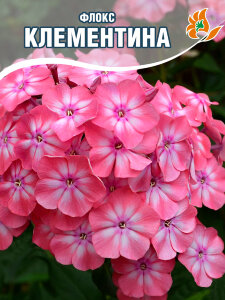 Флокс Клементина Флокс Клементина