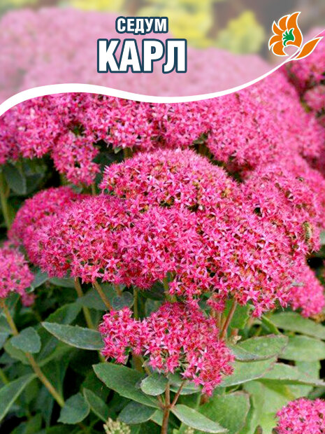 Седум Карл (видный)