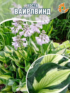 Хоста Вайрлвинд