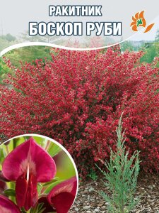 Ракитник Боскоп Руби