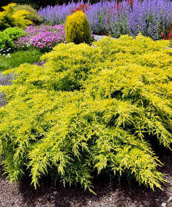 Можжевельник Лаймглоу (горизонтальный)