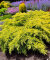 Можжевельник Лаймглоу (горизонтальный)