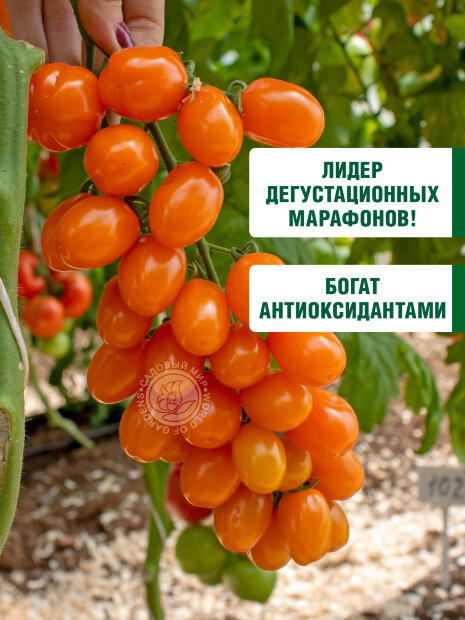 Томат Оранжевый Фонтан семена 