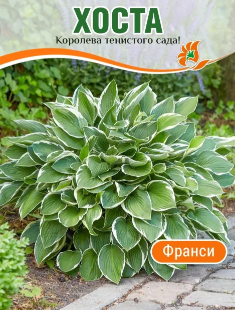 Хоста Франси (гибридная)