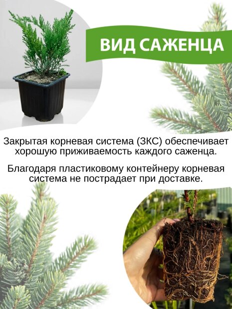 Можжевельник Пфитцериана Ауреа (средний)