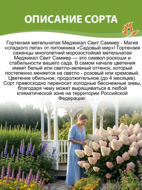 Гортензия Мэджикал Свит Саммэ (метельчатая) саженцы 