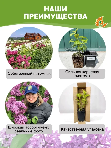 Сирень Сенсация (обыкновенная) саженцы 