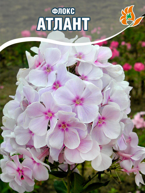 Флокс Атлант