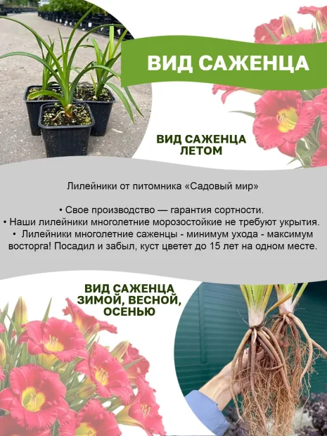 Лилейник Авессом Блоссом