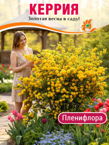 Керрия Пленифлора (японская)