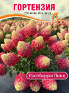Гортензия Распберри Пинк (метельчатая)