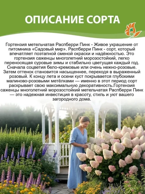 Гортензия Распберри Пинк (метельчатая) саженцы 