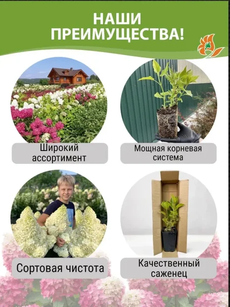 Гортензия Распберри Пинк (метельчатая) саженцы 
