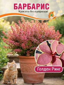 Барбарис Голден Ринг (Тунберга) Барбарис Голден Ринг (Тунберга)