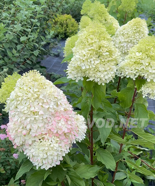 Гортензия Роял Флауэр (метельчатая) саженцы 
