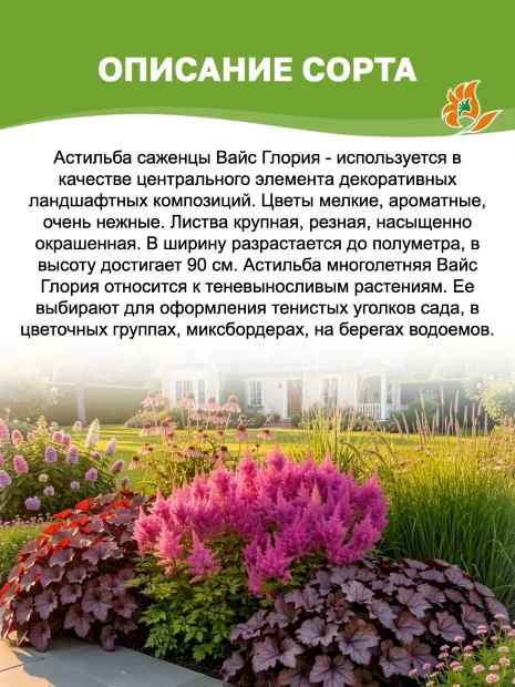 Астильба Вайс Глория (Арендса)