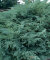 Можжевельник Хетц (виргинский) лето