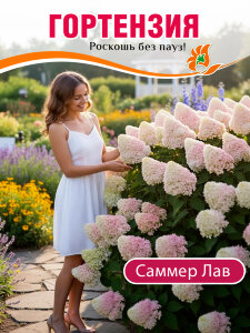 Гортензия Саммер Лав (метельчатая) Гортензия Саммер Лав (метельчатая)