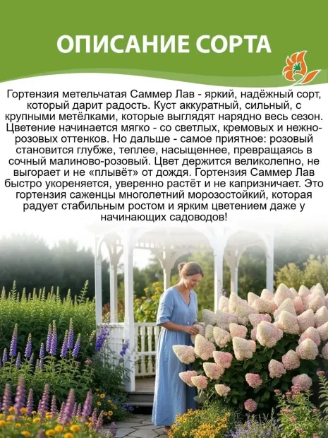 Гортензия Саммер Лав (метельчатая) саженцы 