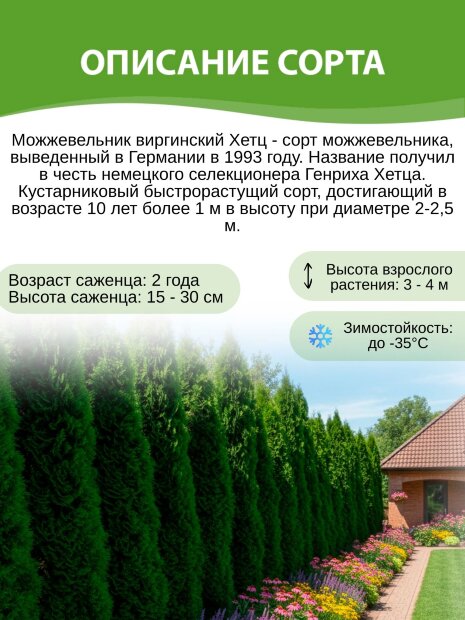Можжевельник Хетц (виргинский)