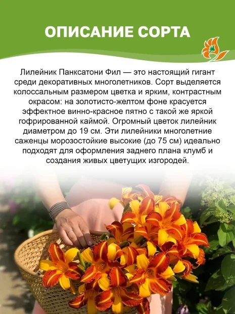 Лилейник Панксатони Фил