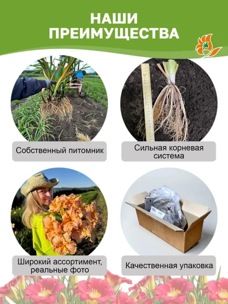 Лилейник Панксатони Фил