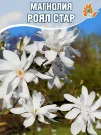 Магнолия Роял Стар (звёздчатая)