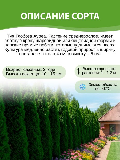 Туя Глобоза Ауреа (западная)