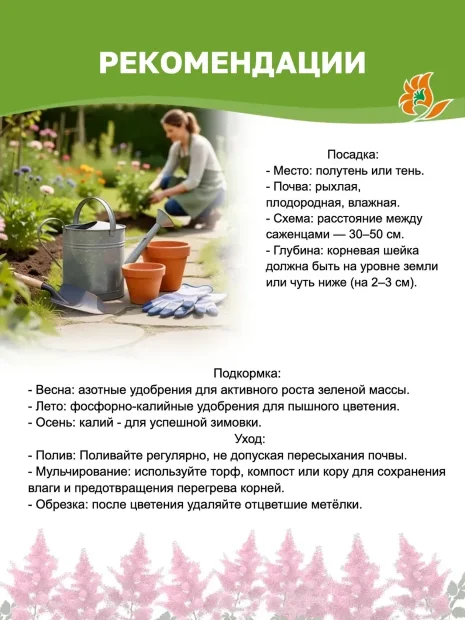 Астильба Юник Цериз