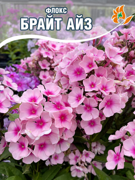 Флокс Брайт Айс