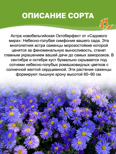 Астра Октоберфест (новобельгийская)