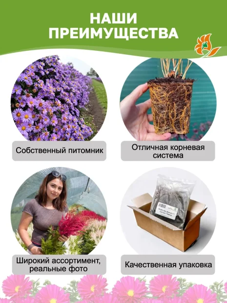 Астра Октоберфест (новобельгийская)