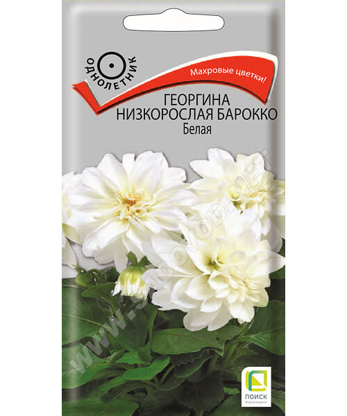 Георгина низкорослая Барокко Белая семена