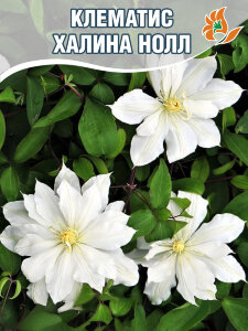 Клематис Халина Нолл (крупноцветковый)