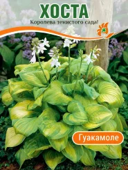 Хоста Гуакамоле Хоста Гуакамоле