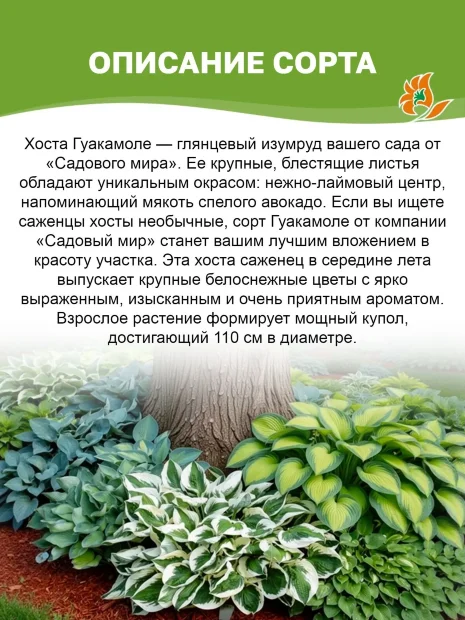 Хоста Гуакамоле (гибридная)