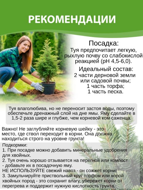Туя Кинг оф Брабант (западная)