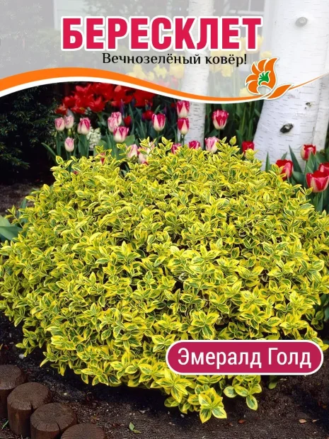 Бересклет Эмералд Голд (Форчуна) саженцы 