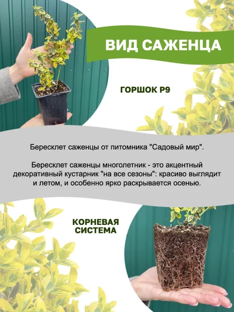 Бересклет Эмералд Голд (Форчуна) саженцы 