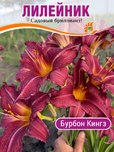 Лилейник Бурбон Кингз Лилейник Бурбон Кингз