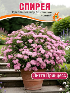 Спирея Литтл Принцесс (японская)