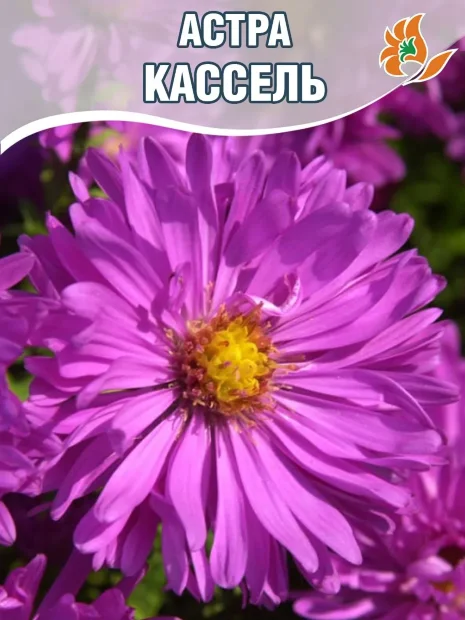 Астра Кассель