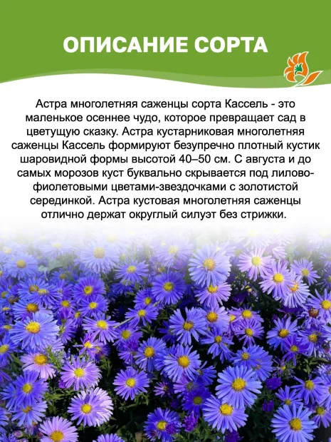 Астра Кассель