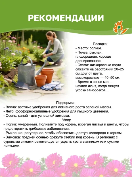 Астра Кассель