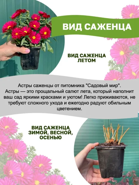 Астра Кассель
