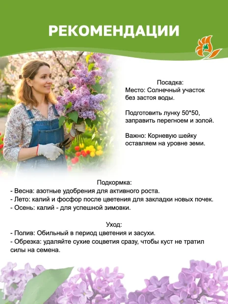 Сирень Индия (обыкновенная)  саженцы 