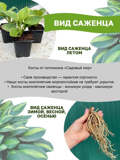Хоста Снейк Айз (волнистая)