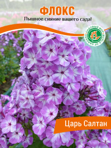 Флокс Царь Салтан Флокс Царь Салтан