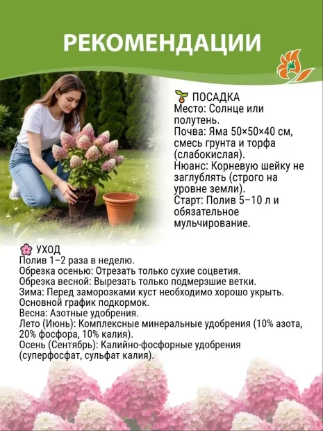 Гортензия Фантом (метельчатая)  саженцы 